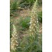 585770-digitalis-trojana-helen-troy