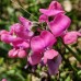 585782-dipogon-lignosus