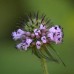 585786-dipsacus-japonicus
