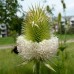 585788-dipsacus-laciniatus