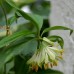 585900-disporum-bodinieri