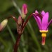 585950-dodecatheon-jeffreyi