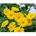 586000-doronicum-orientale
