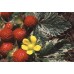 586030-duchesnea-indica-harlequin