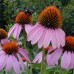 586050-echinacea-angustifolia
