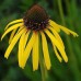 586060-echinacea-paradoxa