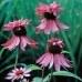 586068-echinacea-purpurea-double-decker-paradiso-super-duper