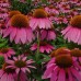 586070-echinacea-purpurea-bravado-starlight