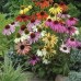 586290-echinacea-hybriden-dreamcoat-paradiso