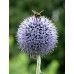 586400-echinops-ritro