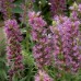 586480-echium-amoenum-eclat