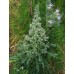 586490-echium-italicum