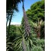 586500-echium-pininana-blue-tower-blue-steeple