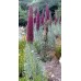 586530-echium-wildpretii