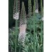 586850-eremurus-robustus