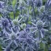 587085-eryngium-planum