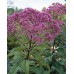 587180-eupatorium-purpureum