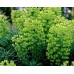 587190-euphorbia-characias