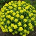 587220-euphorbia-polychroma