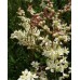 587470-filipendula-vulgaris