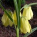 587487-fritillaria-pallidiflora