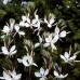 588200-gaura-lindheimeri-the-bride