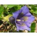 588400-gentiana-acaulis