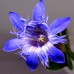 588500-gentiana-septemfida-var-lagodechiana-var-lagodechiana