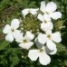 591010-hesperis-matronalis-white