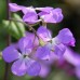 596170-lunaria-annua-kastoria