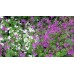 596180-lunaria-annua-mixed