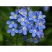597900-myosotis-sylvatica-bosje-blauw