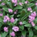 597910-myosotis-sylvatica-bosje-roze