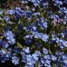 598000-myosotis-sylvatica-blue-ball