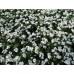 598430-myosotis-sylvatica-snowsylva-victoria-white