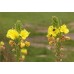 598800-oenothera-biennis