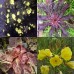 598810-oenothera-biennis-henriette-hoeve