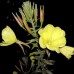 599080-oenothera-erytrosepala