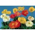599500-papaver-nudicaule-mixed-artist-glory