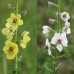 605590-verbascum-blattaria