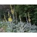 605600-verbascum-bombyciferum-polarsommer