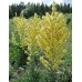 605760-verbascum-olympicum