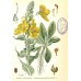 605805-verbascum-phlomoides