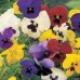 607460-viola-wittrockiana-hybriden-cool-autumn-mixed