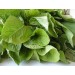 003050-amarantblad-white-leaf-thida-tender-leaf