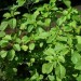 003100-amarantblad-fijne-groenbladige-chaurea