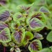003500-amarantblad-red-rib-thura-hu-hsien