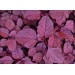 004200-amarantblad-purple-blitum-red-calaloo