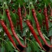 208309-peper-joe-long-cayenne-marie-annuum