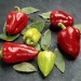 208313-peper-kampanaki